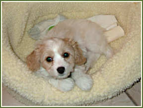 "Chelsea" Cavachon