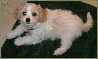 "Chelsea" Cavachon