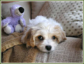 "Lady" the Cavachon