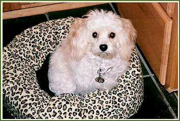 "Maggie" the Cavachon