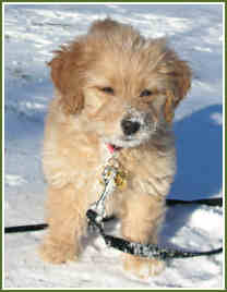 Daisy in the snow