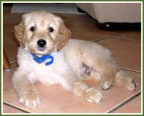 Goldendoodle puppy