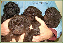 “Golden Cava-Doodle” puppies