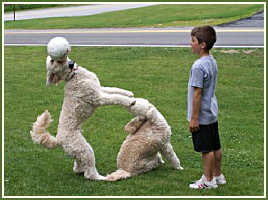 Aaron & Aidan with Goldendoodles!