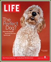 Timshell Goldendoodle Sadie makes the cover of Life Magazine! (© Life Inc. 2004, used with permission)