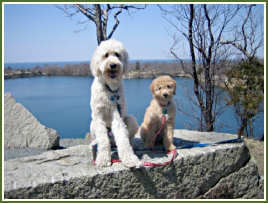 Fenway and Zizou