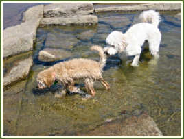 Fenway and Zizou