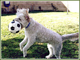 Twinkler Bean Soccer Catch