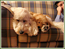 Families With Two Timshell Farm Goldendoodles!