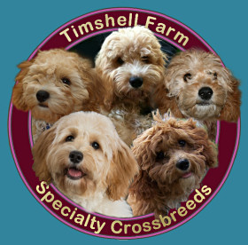 Timshell Farm Specialty Crossbreed Puppies