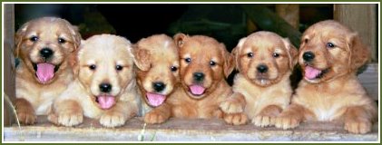 Golden Retriever Puppies