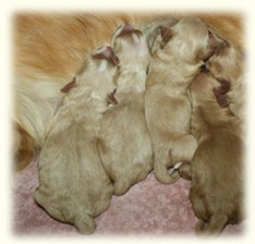 Rigby’s Litter